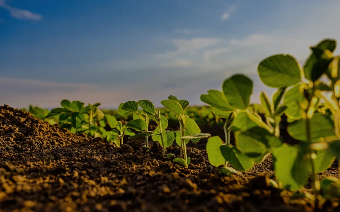 Best Practices When Visiting Yuma County